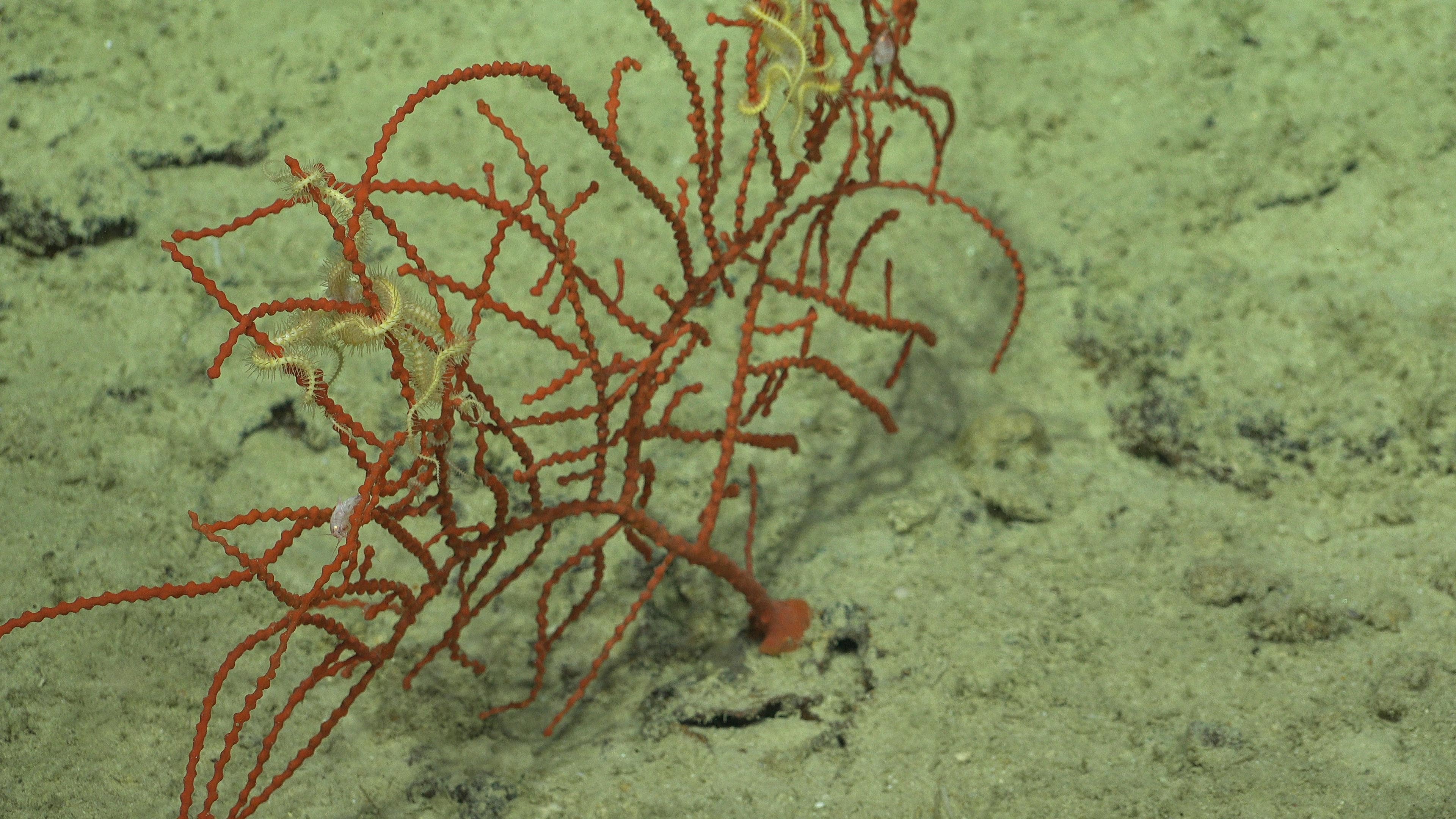 The year started with the discovery of deep-sea coral gardens and graveyards in Bremer Canyon Marine Park. In April, scientists found the longest recorded sea creature—a 45m siphonophore in Ningaloo Canyon—plus up to 30 new species. Discoveries in August include five undescribed species of black coral and sponges as well as Australia’s first observation of rare scorpionfish in the Coral Sea and Great Barrier Reef Marine Parks.