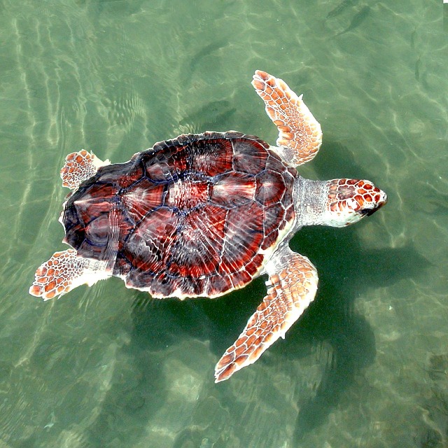An adult Loggerhead grows to a length of 1.0-1.2 m, weights between 100-350 kg and can live for around 65 years.