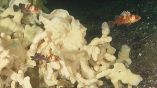 Thank you Canada for protecting the unique Glass Sponge reefs forever