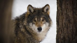 The Wonder of Wolves: Seven reasons to love wild wolves