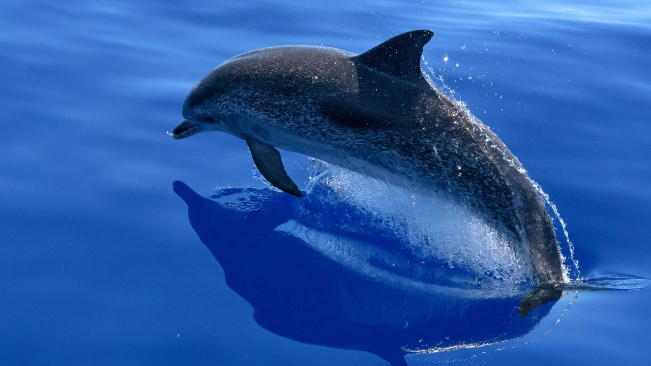 10 Surprising Superpowers of Dolphins