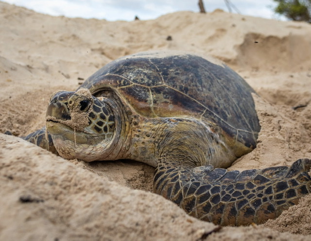 Sin embargo, los registros de principios del siglo XX muestran que se permitía sacar hasta 12.000 tortugas de Aldabra cada año, dice, lo que sugiere que la población que anidaba entonces era incluso mayor. Imagen: Martin van Royen por cortesía de la Fundación de las Islas Seychelles.