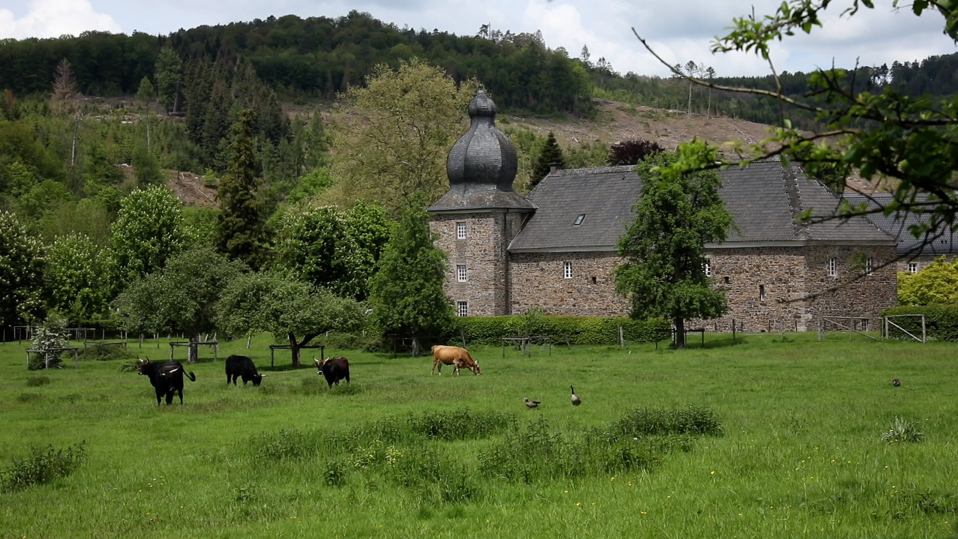 This project is Life Terra’s first “Klimawald”(climate forest) in Germany to be closely tracked with monitoring technology.
In collaboration with Stift Ehreshoven some 50,000 planted trees are made available for adoption on the Life Terra app/ web platform.