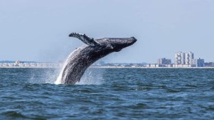 Hundreds of whales spotted in New York waters and experts think they know the reason