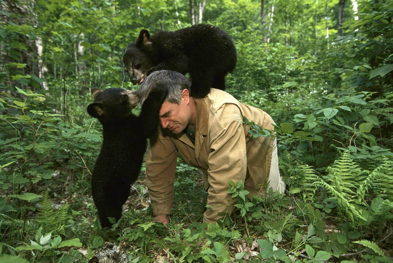 Ben Kilham (pictured) and his nephew Ethan Kilham are the primary bear caregivers. Ben’s wife Debbie helps with the very young cubs. Phoebe Kilham was working with the bears, but is now doing the GPS mapping for the collared bear research program with the State of New Hampshire.