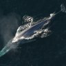 Endangered Blue Whales Make Extraordinary Comeback to South Georgia Island