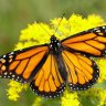 California mobilises milkweed in bid to save Western monarch butterfly