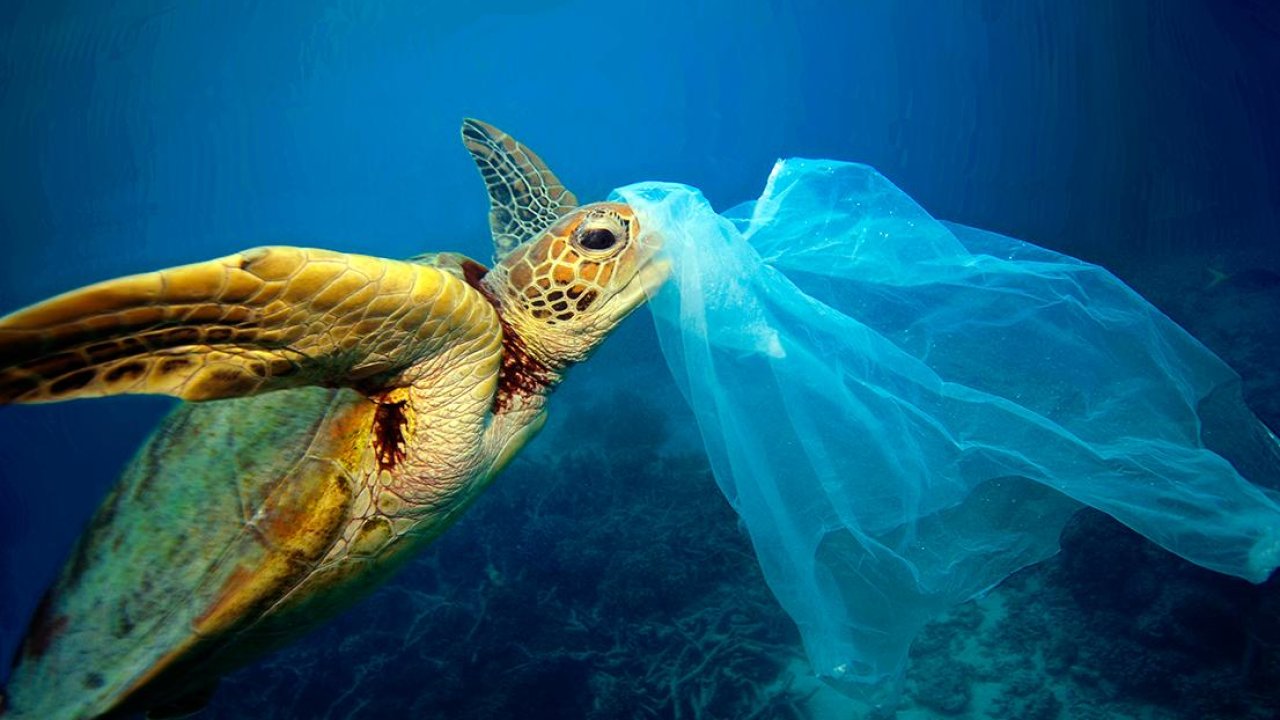 Feeling powerless about the plastic waste problem? Here are 9 ways you can help