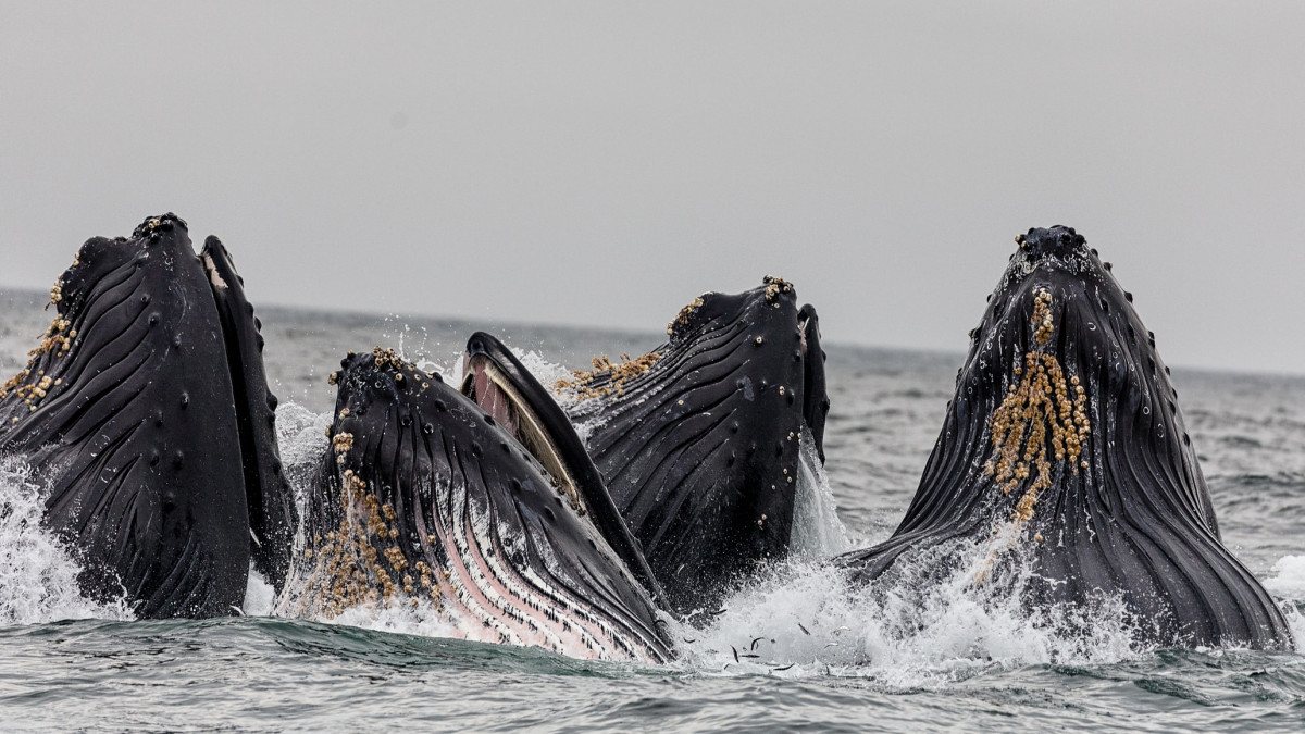 Western South Atlantic humpbacks were reduced to a few hundred individuals in the 1950s, after once totalling some 27,000. However, efforts to preserve the animal have paid off, with current numbers estimated to stand at around 25,000 — about 93% of their pre-exploitation levels — a study published by the Royal Society showed.