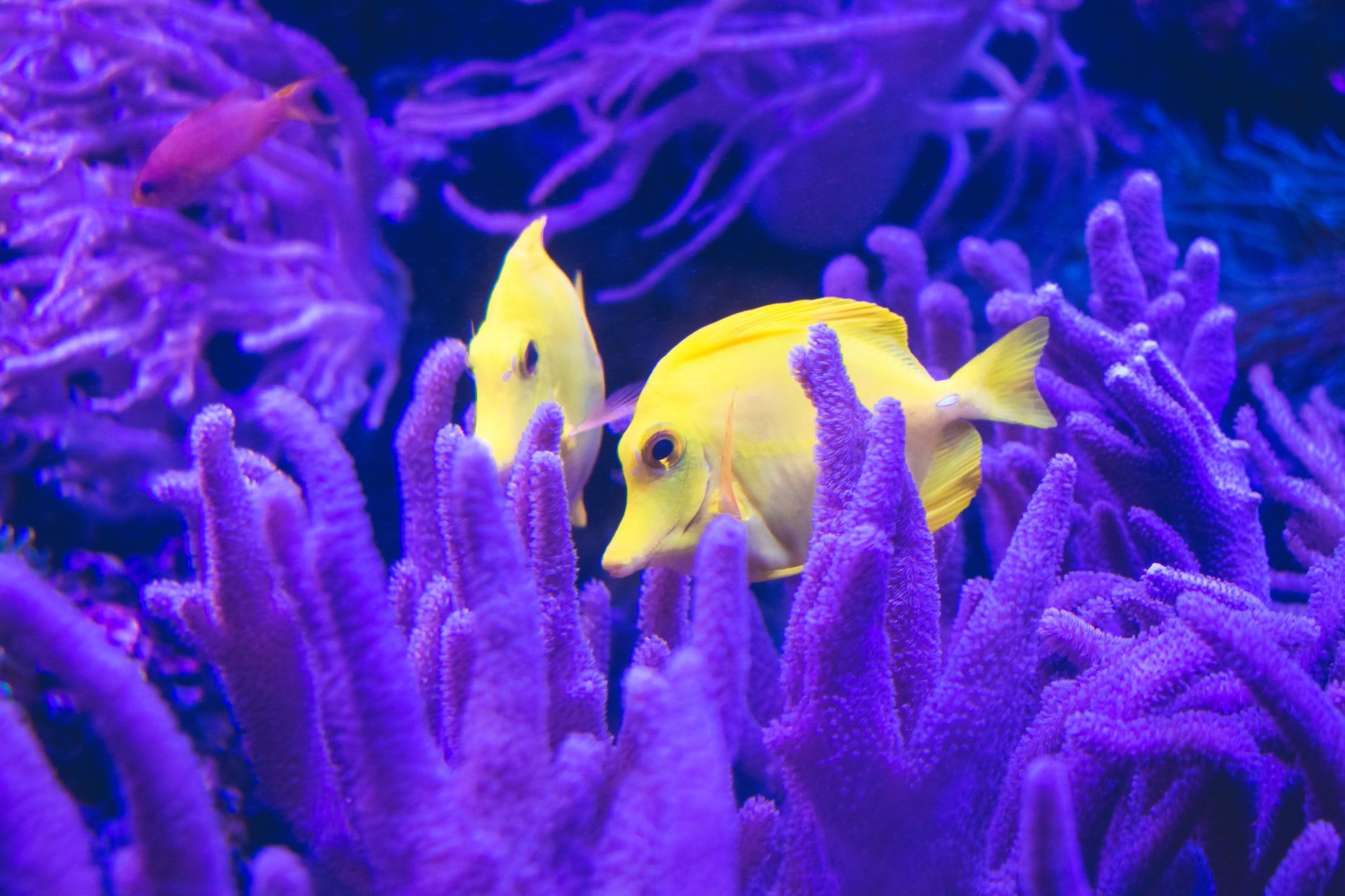 Around 71 million people each year visit coral reefs on holiday, having a huge impact on local tourism.