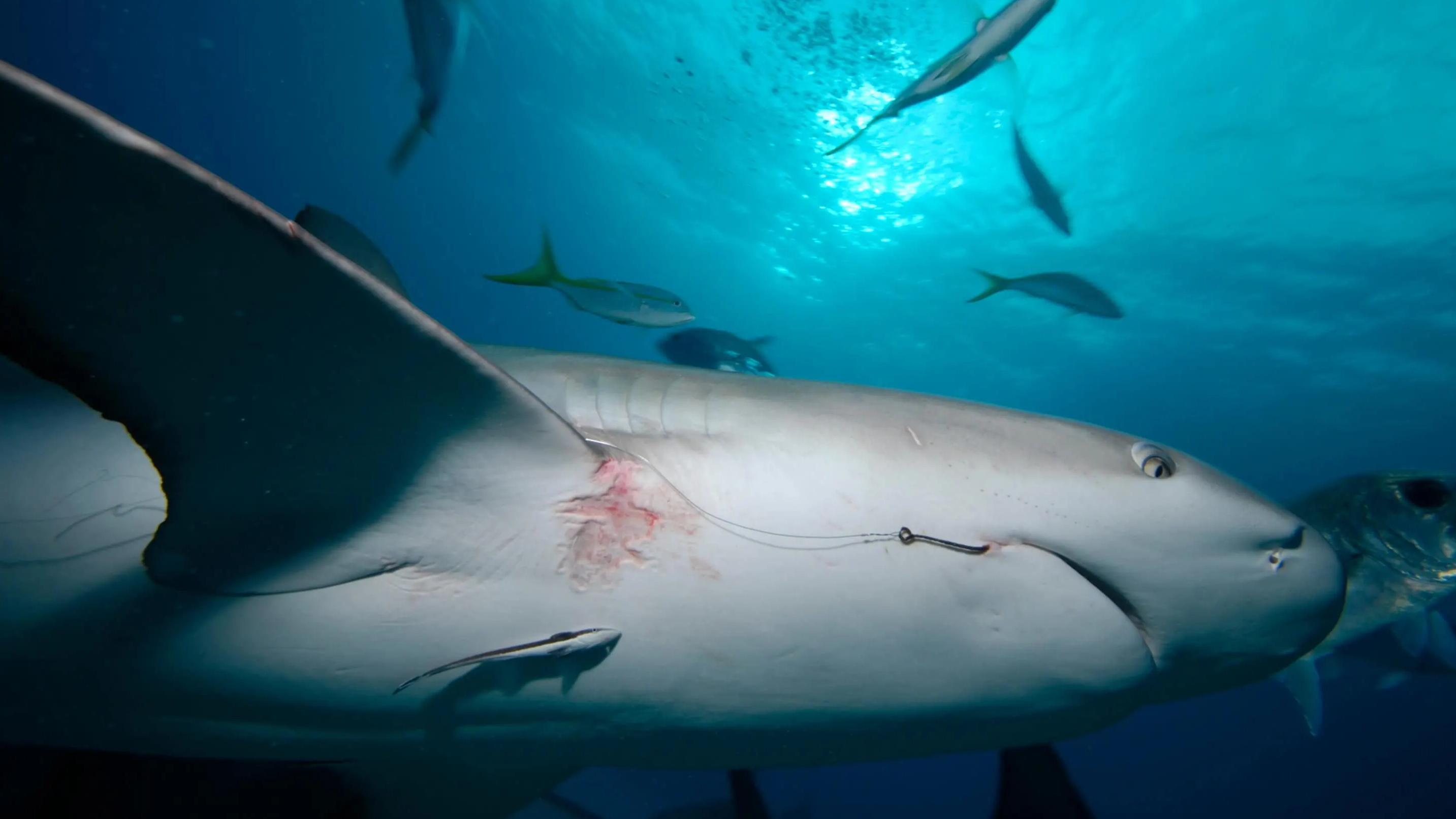 Meet the Shark Whisperer who sticks her hand in their mouths to