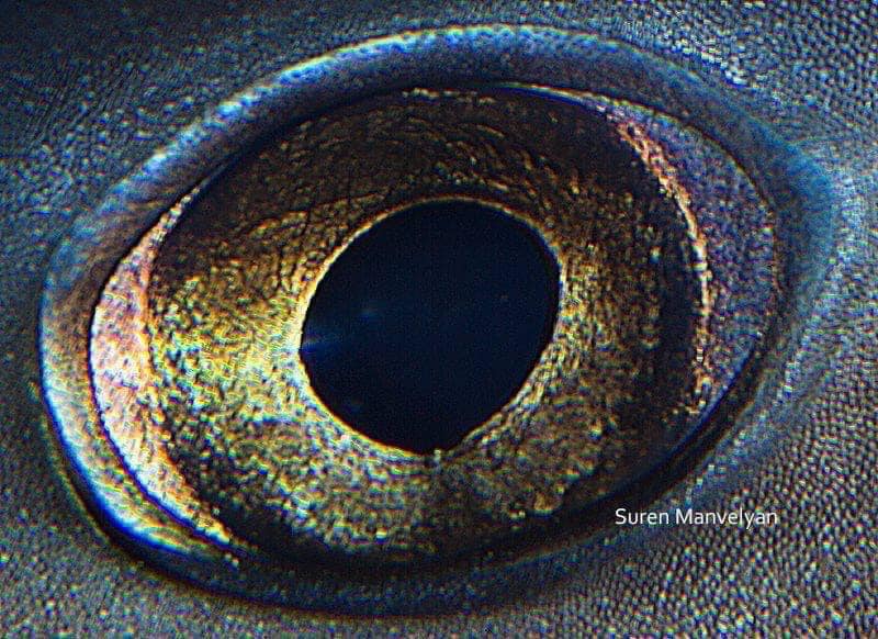 Sharks have membranes around their eyes that increase visual sensitivity with a reflective screen.