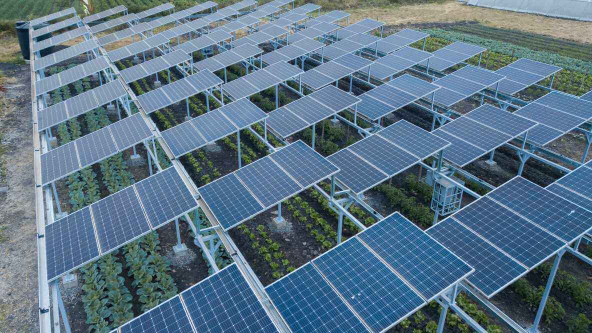 Known as agrivoltaics, the technique harvests solar energy twice: where panels have traditionally been used to harness the sun’s rays to generate energy, they are also utilised to provide shade for growing crops, helping to retain moisture in the soil and boosting growth. Image credit: Chloride Exide Ltd.