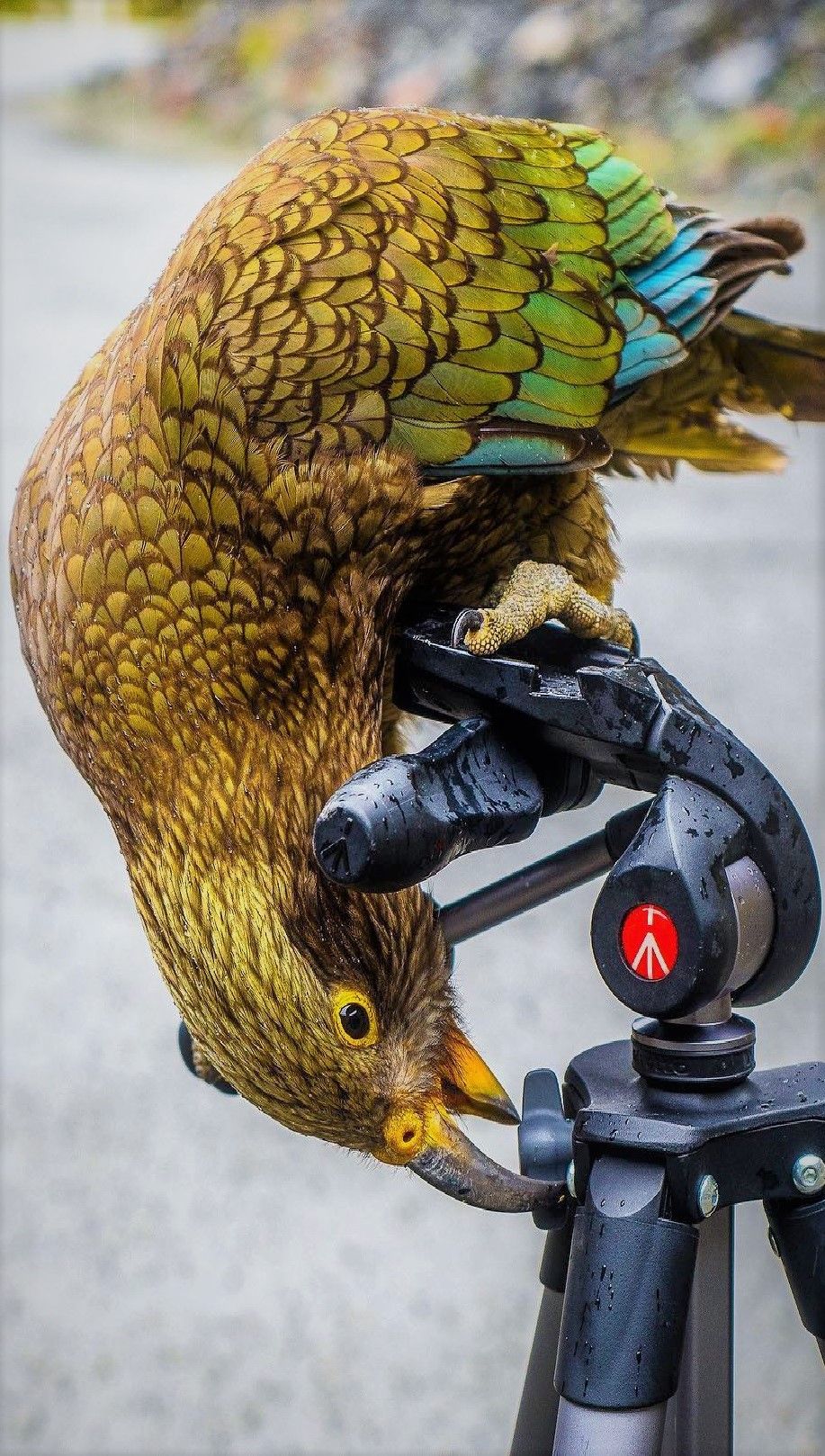 Kea can solve logical puzzles, such as pushing, pulling and turning things in a certain order to get to food, and will even work together to achieve a certain objective. They have been filmed preparing and using tools.