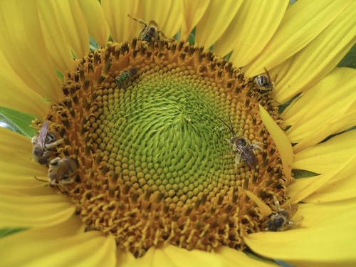 Si la flor es lo suficientemente grande, no es infrecuente que más de una abeja haga 40 aleteos con algunas compañeras de colmena.