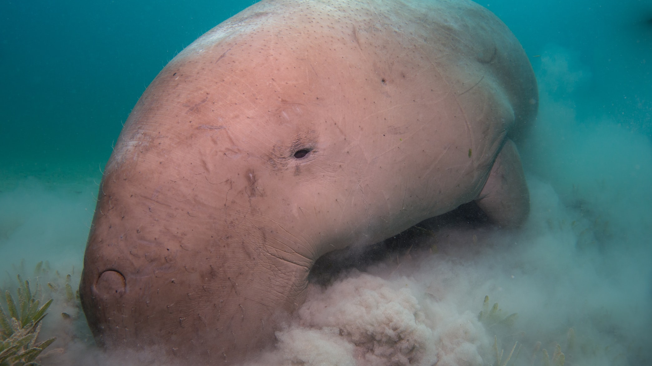 The archipelago of 115 islands covers some 1.35 million square kilometres (521,000 square miles) of ocean and they’re home to some of the world’s last pristine coral reefs and are teeming with endangered species, including the southern fin whale and the Indian Ocean’s only dugongs – large marine mammals also known as “sea cows”.