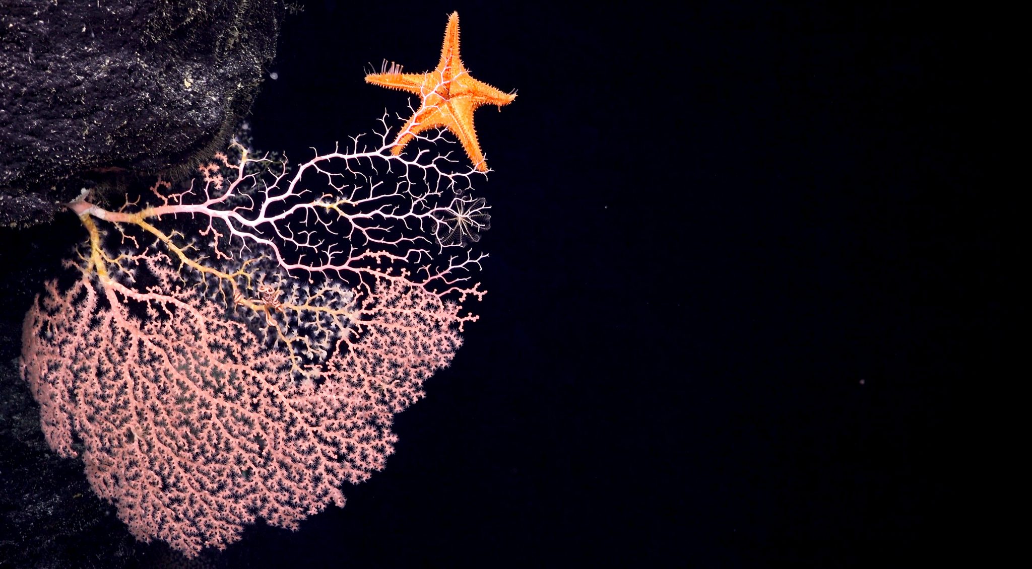 Here a corallivorous deep-sea sea star Evoplosoma eats live coral at a depth of 2004m on a previously unexplored ABNJ seamount (Area Beyond National Jurisdiction).