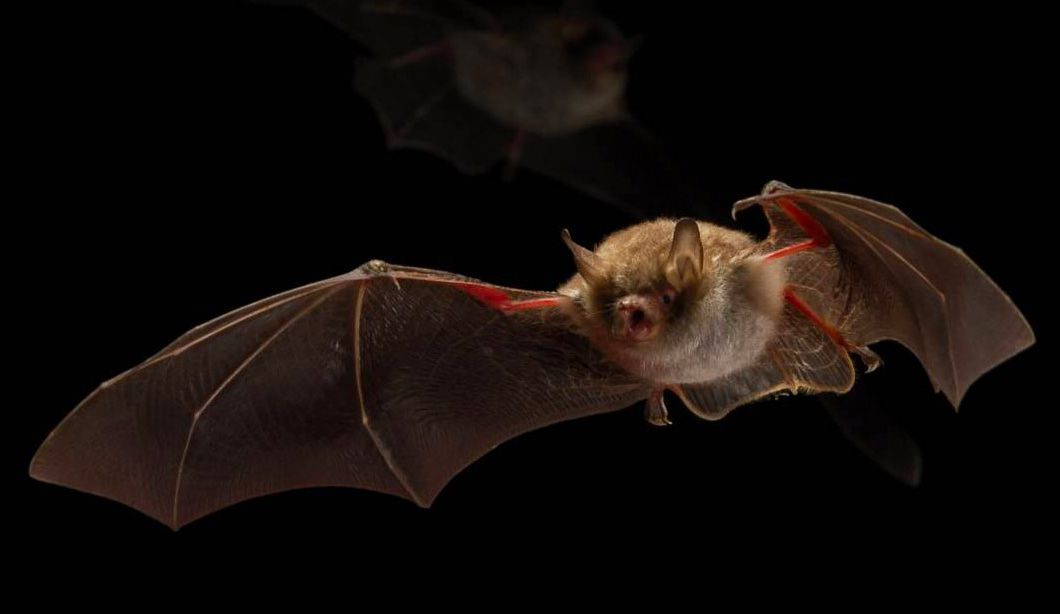 Most people are afraid of bats because they think that all bats have rabies. Bats can get rabies like any other mammal. However, very few bats have rabies. And remember, you can only get rabies if a rabid animal bites you or if you come in contact with its saliva. That means you cannot get rabies just by looking at a bat.