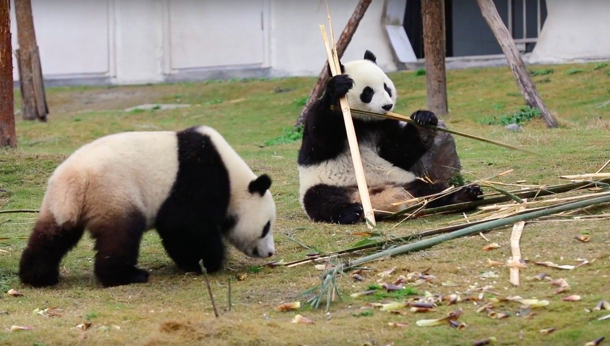 The Netherlands joins the fight to save the giant panda - BrightVibes