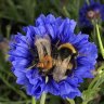Do bees sleep? It turns out they do, and these cute pictures prove it