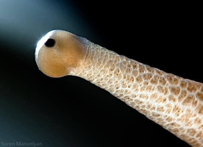 Slugs, with their eyes on long stalks, have surprisingly strong vision.