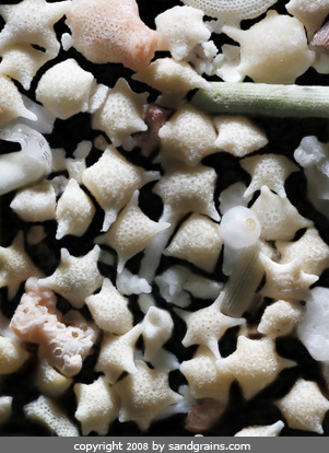 Star-Shaped Sand Grains from Okinawa. These tiny foram, a type of protozoa, secrete beautiful star-shaped, calcium carbonate shells, or tests.