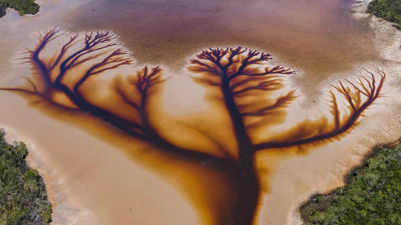 Australia’s ‘Tree of Life’: a bird’s eye view