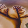 Australia’s ‘Tree of Life’: a bird’s eye view