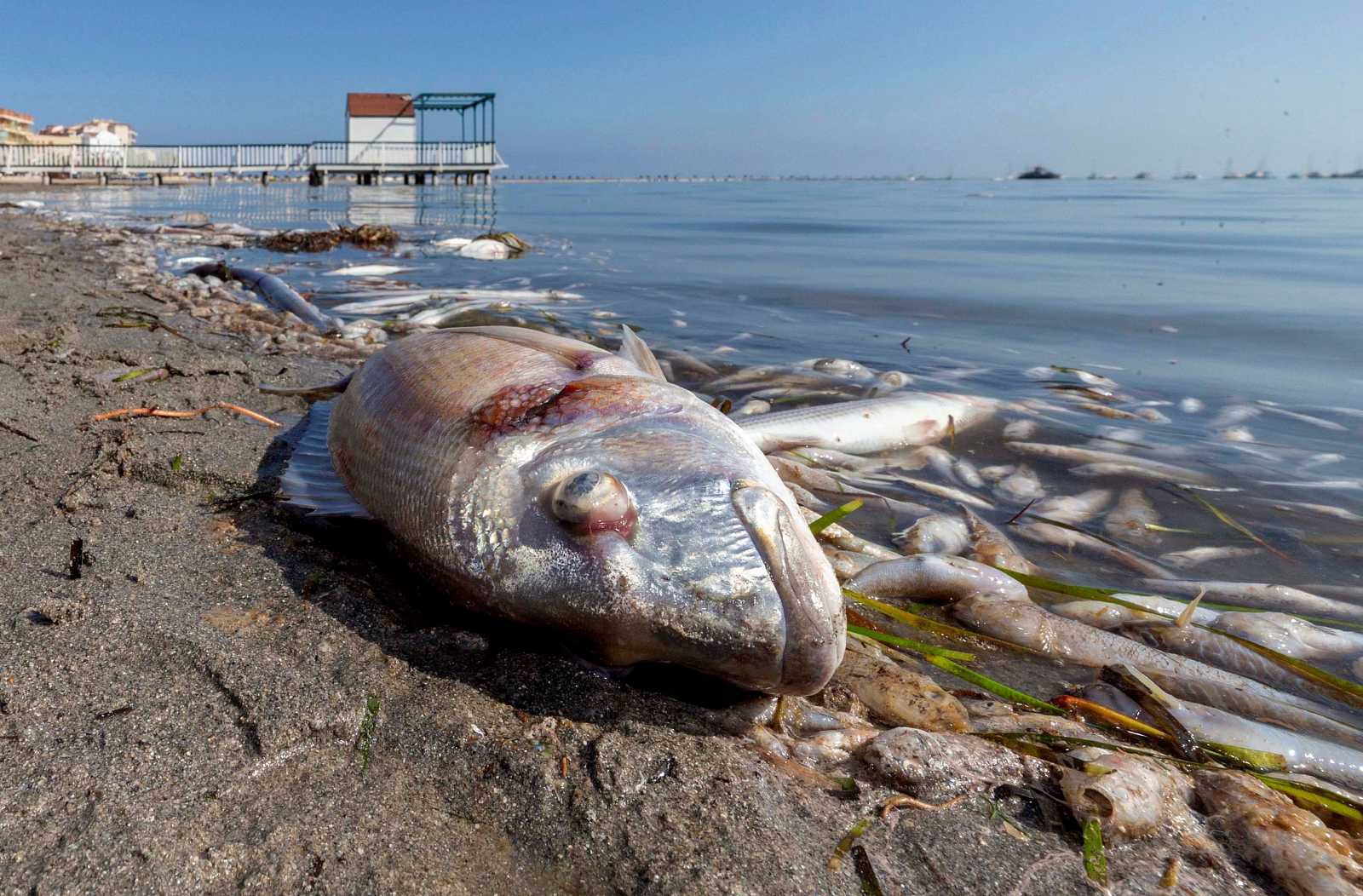 Mar Menor, with 180 square kilometers (69.5 square miles) of surface, is the largest permanent salt lagoon in Europe, and its fragile balance also depends on the contributions of the Mediterranean and terrestrial fresh water, which in turn, are responsible for the rich and threatened biodiversity it houses.