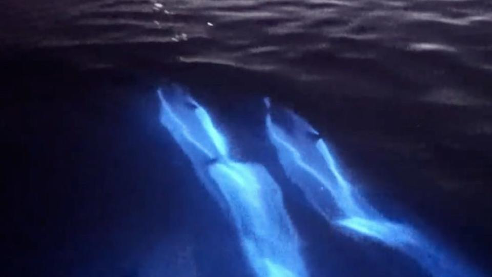 The glowing waters are a fairly rare phenomenon in Southern California, and Newport Coastal Adventures says the bioluminescence they're seeing right now is the highest its been in years. What a dazzling display of just how unbelievably awesome our world truly is. For more on this story, click ?