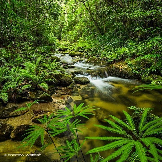 Uno de los rasgos más distintivos de esta selva tropical en comparación con las de otros lugares de Australia, y del mundo, es su increíble biodiversidad, con grandes concentraciones de especies vegetales y animales que se encuentran aquí y en ningún otro lugar del mundo.