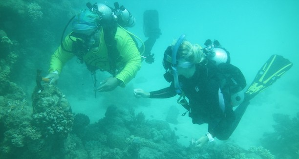 “El programa de Nutrición Coral tiene como objetivo ofrecer una actividad a los operadores, a parte de La erradicación de Crown-of-Thorns y el programa de Eye on Reef, para que puedan participar y administrar,” Lorna Howlett, Coordinadora de Proyectos y estudiante de PhD.