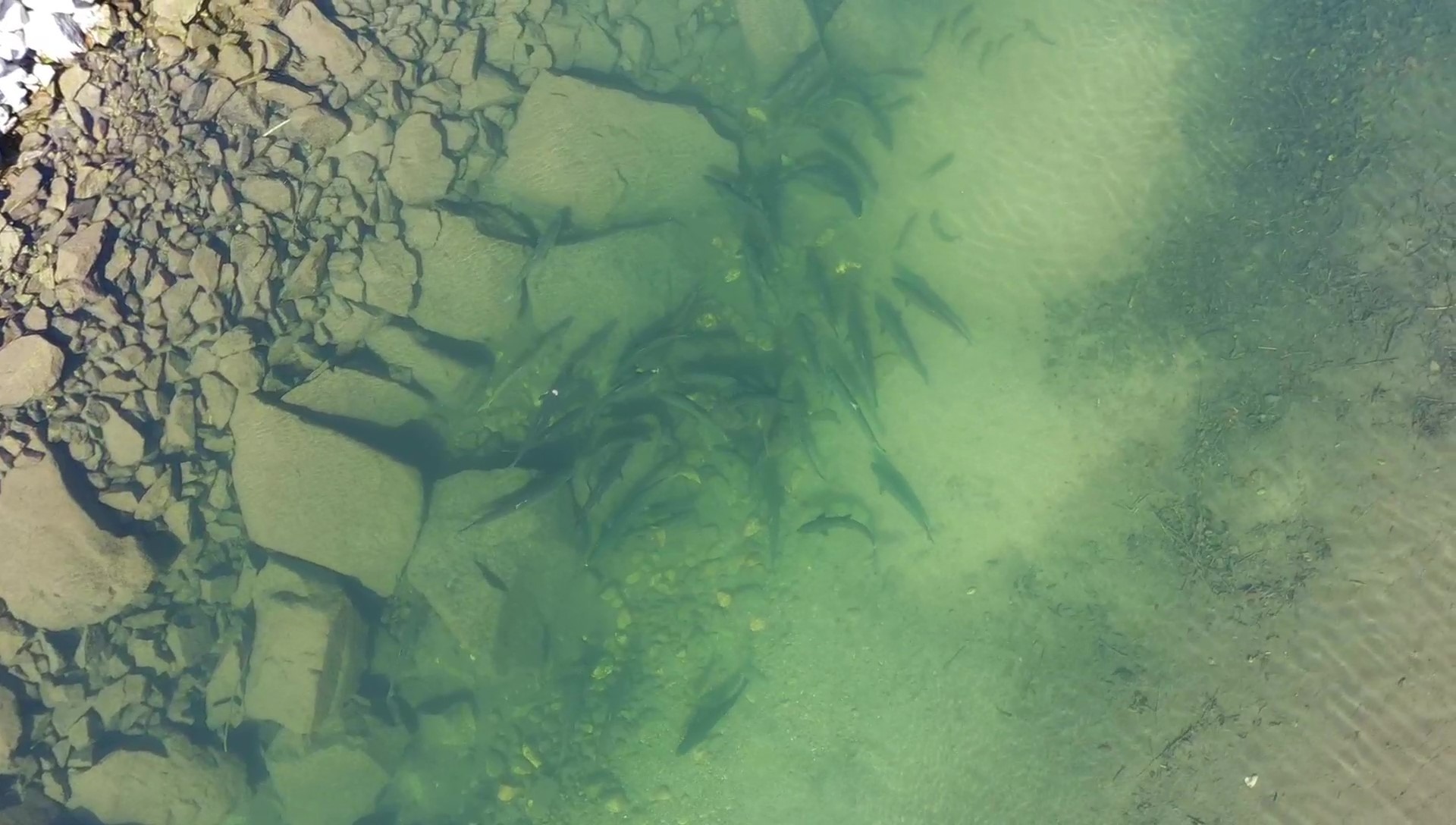 Salmon redds, or nests, have been found in the Upper Columbia River in fall 2020, including in the Sanpoil River tributary area above Grand Coulee Dam.