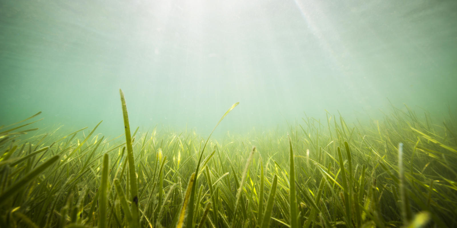 Project Seagrass is committed to the conservation of seagrass ecosystems and ensuring that the benefits they provide communities are sustained now and for the future.