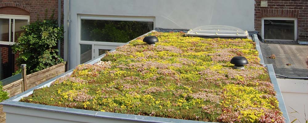 Los ciudadanos de Utrecht son incentivados a transformar sus propios tejados en tejados verdes y pueden solicitar subvenciones especiales.