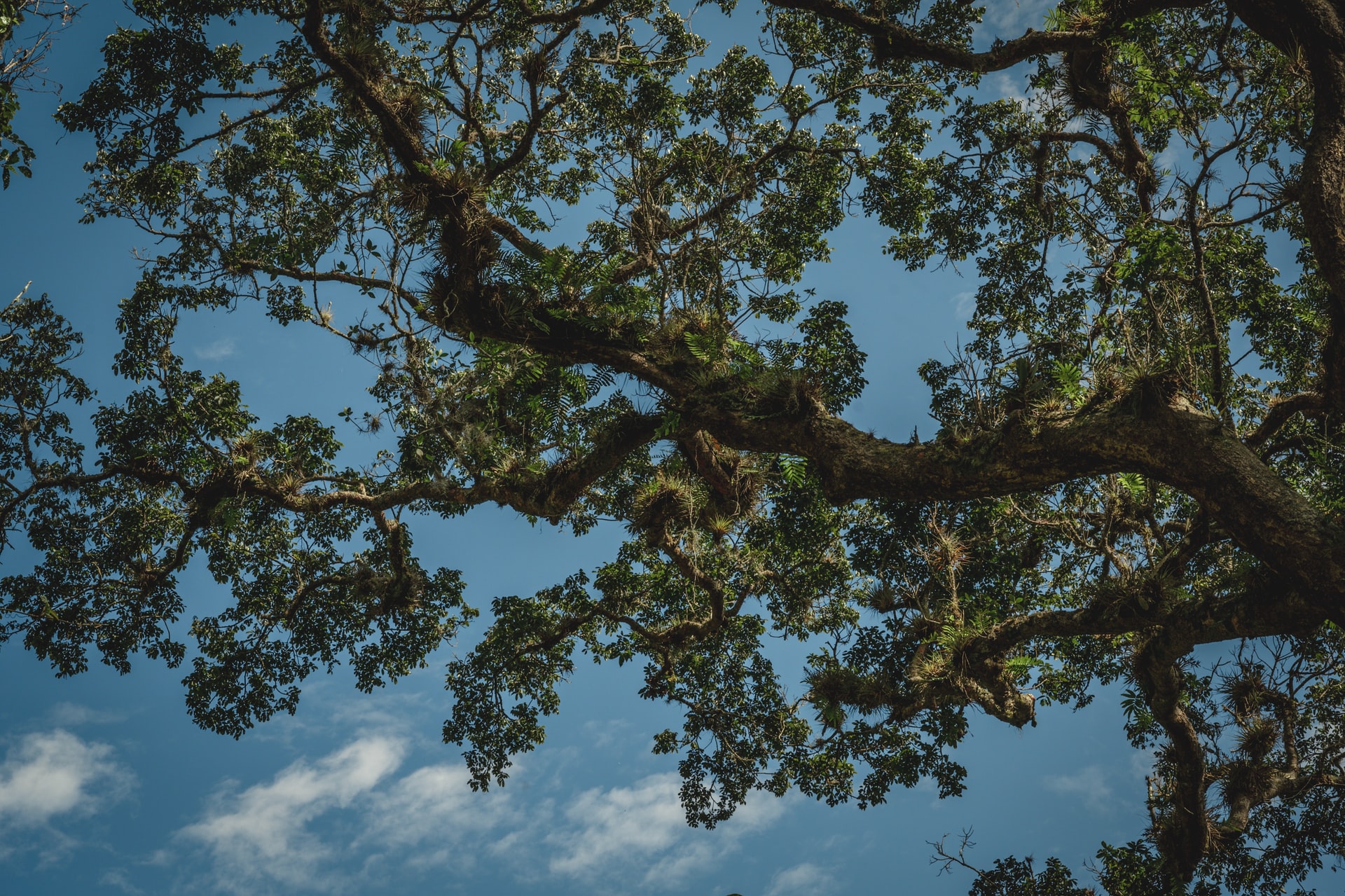 The results are the first to emerge from a new outdoor experiment led by the University of Birmingham in which an old oak forest is bathed in elevated CO2 levels.