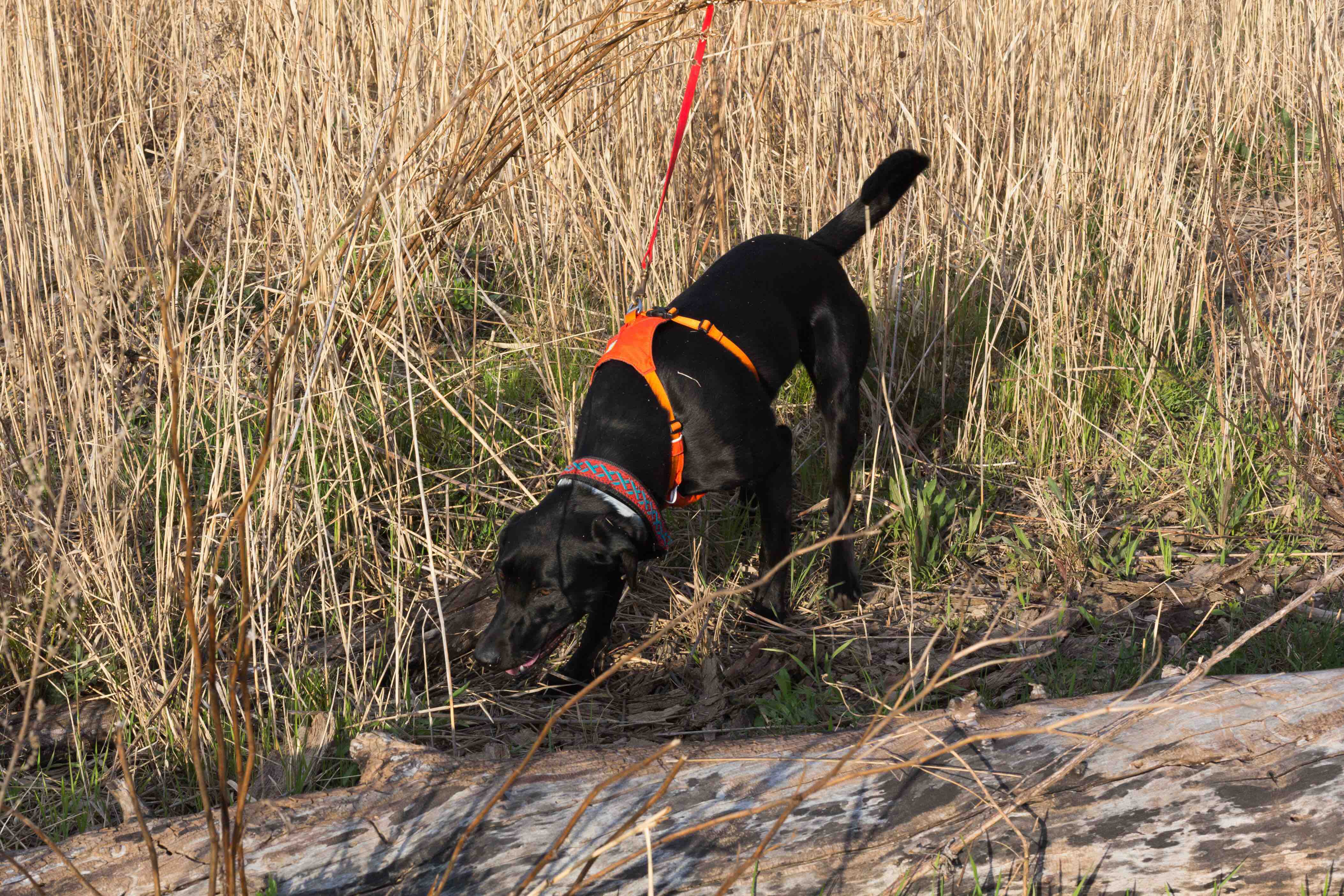 Holder’s dogs work in CDC’s Pollinator Program, in which dogs like Betty White and Ernie locate bumblebee nests, frass (a fine powdery refuse from perforated wood created by boring insects) and other pollinator targets. Credit CDC