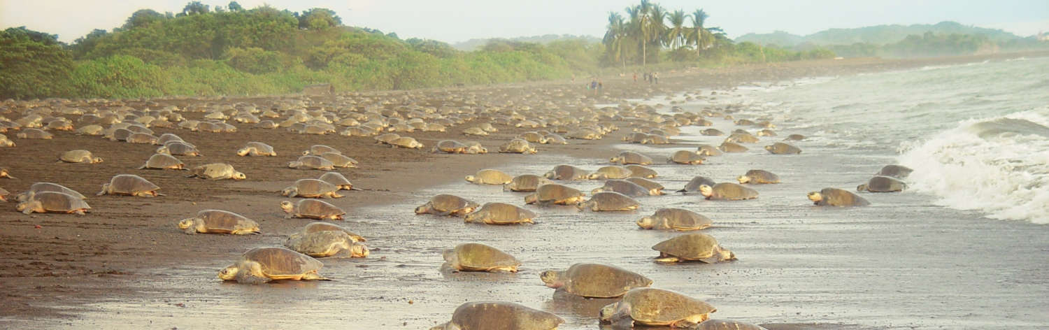 Every summer, thousands of endangered green sea turtles return to the same remote stretch of Costa Rica's northeastern coast where they were born to laboriously dig a nest in the sand, lay their eggs, and then haul themselves, exhausted, back into the sea.