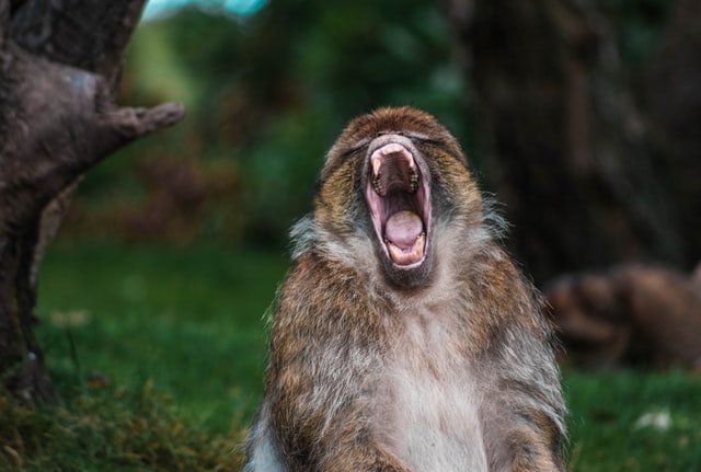 Some scholars have suggested that this kind of vocal behaviour is shared across many animals who play, and as such, laughter is our human version of an evolutionarily old vocal play signal.