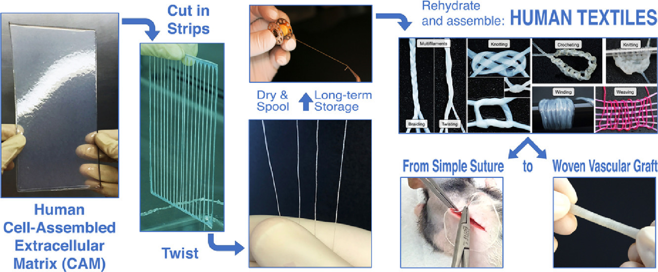For example, the researchers produced woven tissue-engineered vascular grafts with burst pressure, suture retention strength and transmural permeability that surpassed clinical requirements. This novel strategy holds the promise of a next generation of medical textiles that will be mechanically strong without any foreign scaffolding, and will have the ability to truly integrate into the host's body.