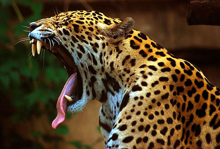 The jaguar’s image, sometimes appearing alongside the smaller ocelot and the plain-coated puma, prowls the art of most ancient Mexican civilisations, from the Olmec to the Aztec. In the years following the Spanish conquest, during the colonial period, and still today - amongst Mexico’s indigenous peoples – the jaguar has retained a tenacious grip on the human imagination.