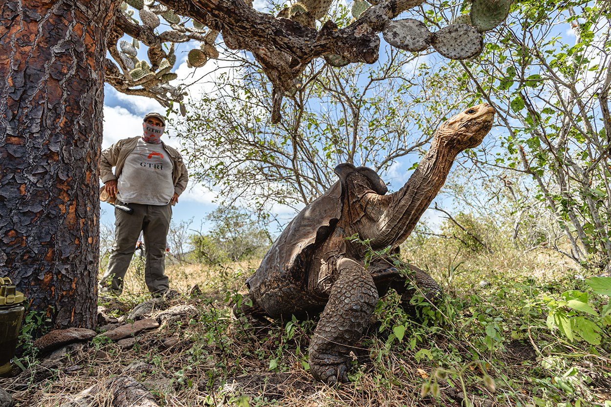 The Española tortoise program, which was created in the mid-1960s, represents one of the most successful captive reproduction and breeding programs ever undertaken anywhere in the world, as these 15 last remaining tortoises from Española effectively saved their species from extinction and have contributed to the restoration of the island’s ecological integrity.