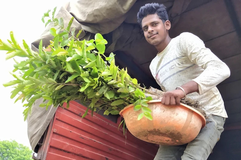 Under this model, fruit tree saplings are distributed for 1-3 years in community lands, homesteads of marginal farmers, government school campuses, orphanages, old age homes, and other places of need.