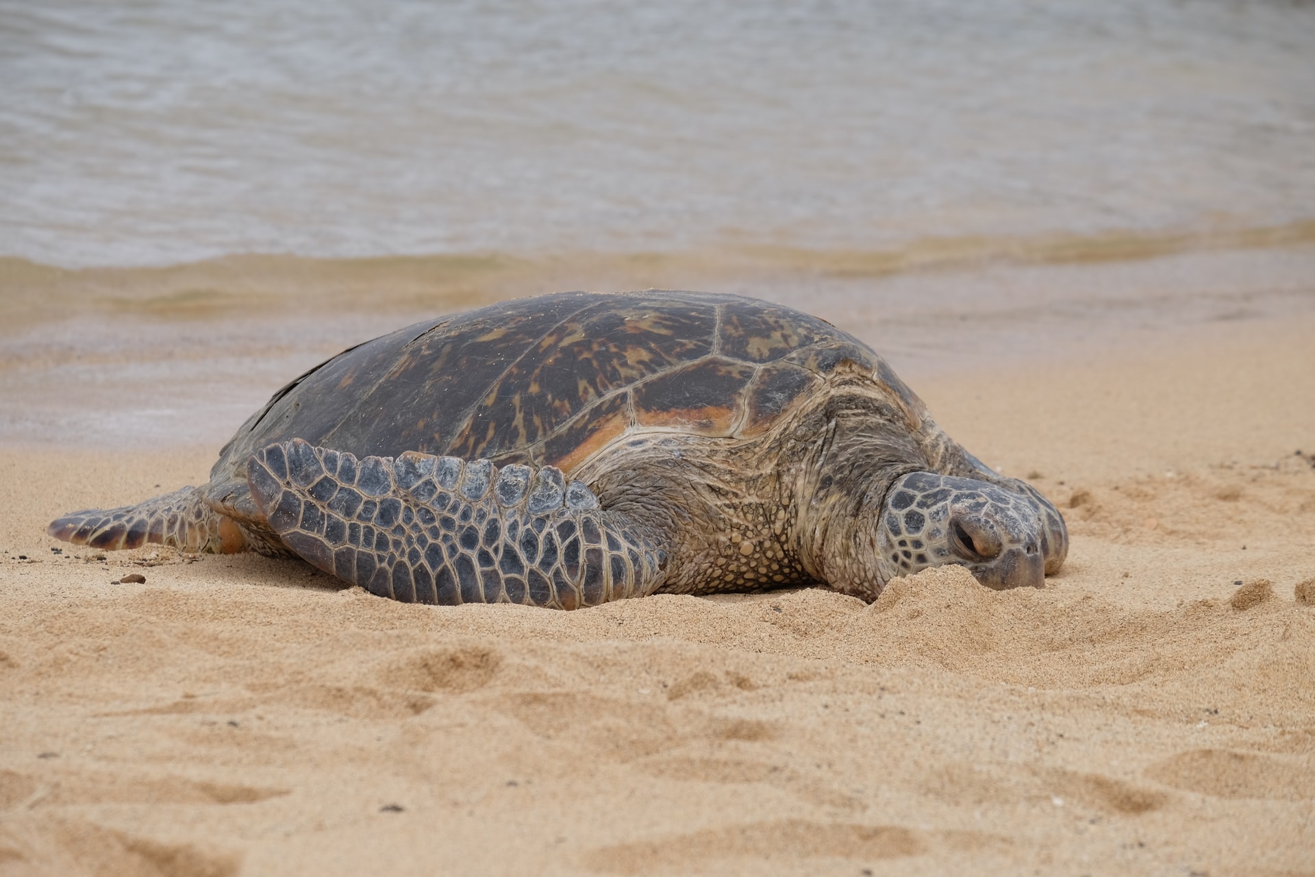 If it weren’t for the hundreds of people who gathered decades of data across Aldabra’s more than 50 beaches, it would have been difficult to track the progress made in turtle conservation.