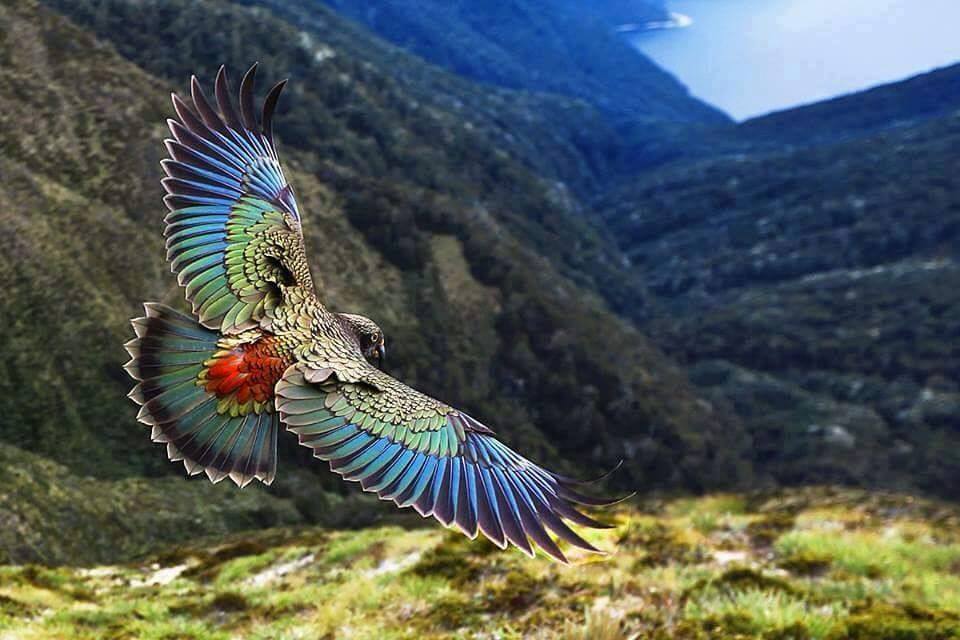 The kea’s plumage (feathers) is generally an olive – emerald green edged with black and bright orange and barred yellow and black feathers are normally hidden on the underside of its wings. You wouldn’t know it to look at a a kea but the orange feathers can also be seen in the UV spectrum – light waves that we humans cant see in but many birds and insects can. Other colours on the kea include a beautiful royal blue on the top surface of each wings long flight feathers and red/orange on the rump (tail) feathers.