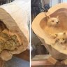 Creative Wood Carver Turns Logs into Adorable Forest Creatures: here are 21 of his best creations