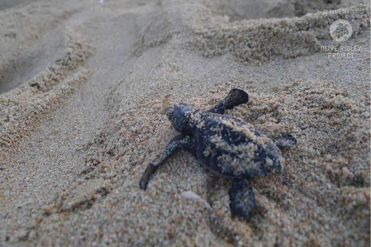 They measure around 38mm long and weigh 17g at birth. Olive ridley turtles have a varied diet, eating algae, lobsters, crabs, tunicates, jellyfish, shrimp, fish, and fish eggs. They can dive to depths of over 150 metres to find food. In the open ocean, they eat just about anything they can find.