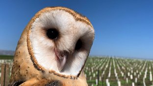 California Vineyards turn to owls instead of chemicals for pest control