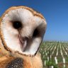 California Vineyards turn to owls instead of chemicals for pest control