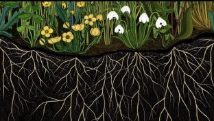 Story of Flowers: a breathtaking botanical animated short